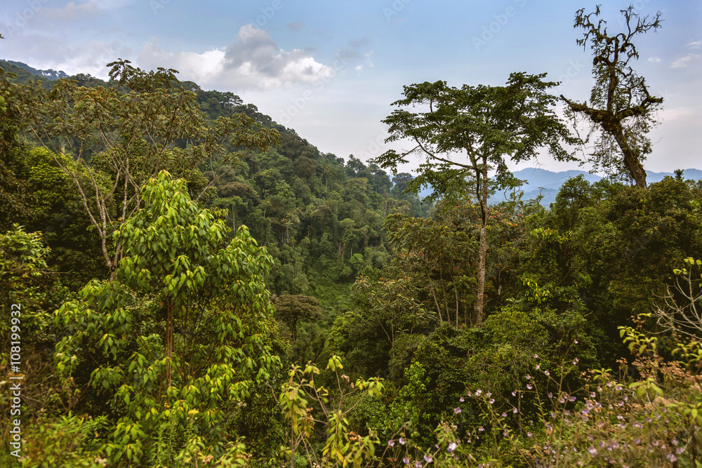 Rainforests and sky. The rainforests which bring a nice landscape with all secrets and trees.
Rainforests and sky. The rainforests which bring a nice landscape with all secrets and trees.