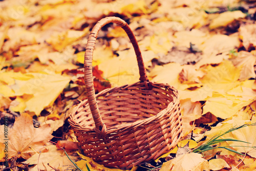 Empty wicker basket on yellow autumn leaves