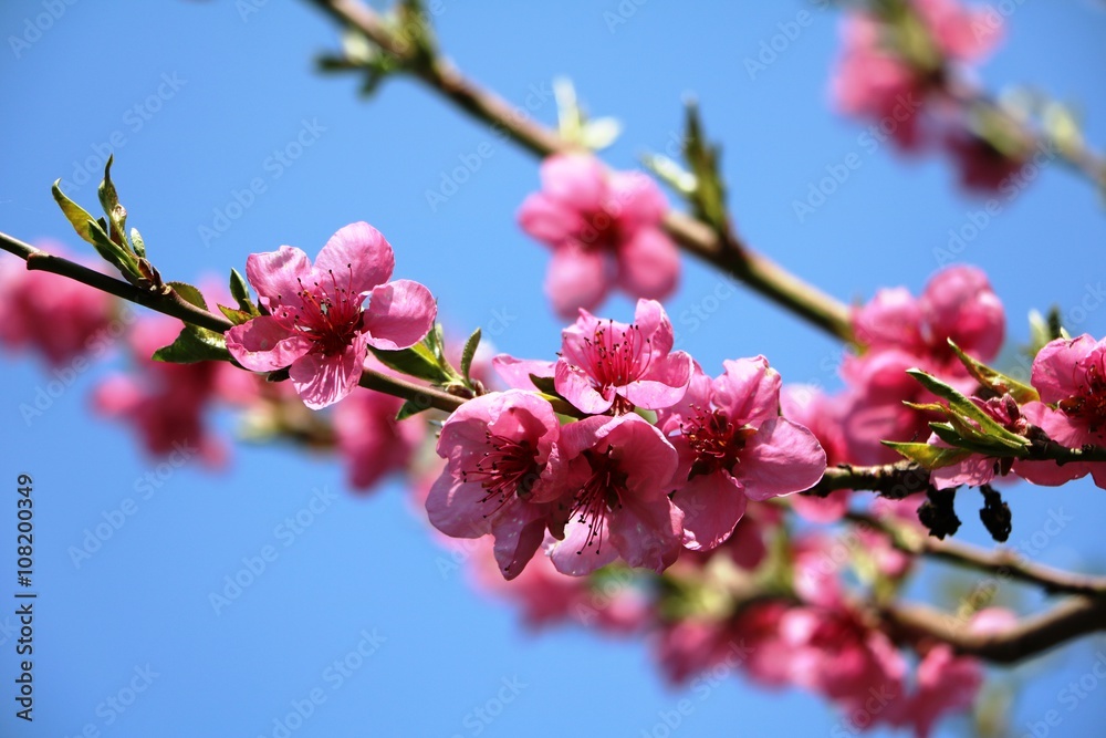 Nectarine blossoms under blue sky in the spring