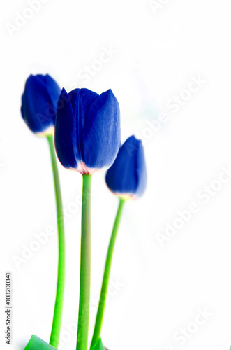 Fototapeta Naklejka Na Ścianę i Meble -  blue tulip flower on white background