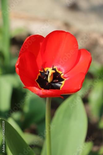 Red tulip bloom in the garden in spring