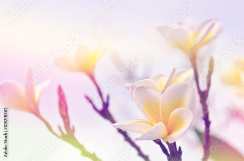 Soft focus frangipani flowers in vintage style