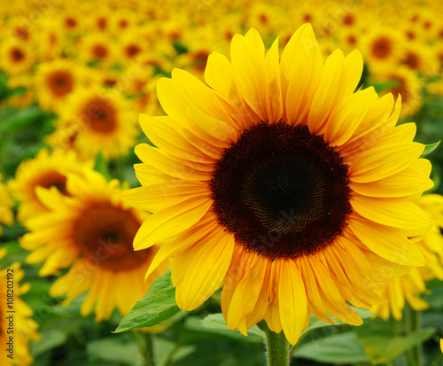 Fototapeta Naklejka Na Ścianę i Meble -   Close up of sunflower