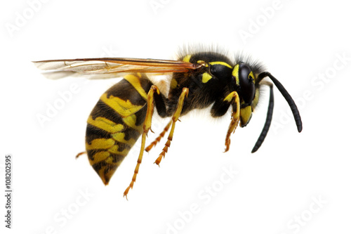 wasp