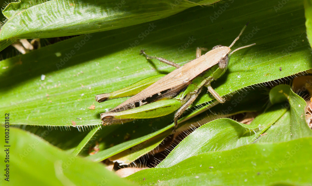 Closeup Green Grasshopper on green grass Closeup Green Grasshopper on green grass