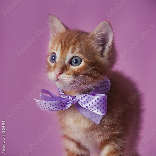Tabby red kitten with violet ribbon 
