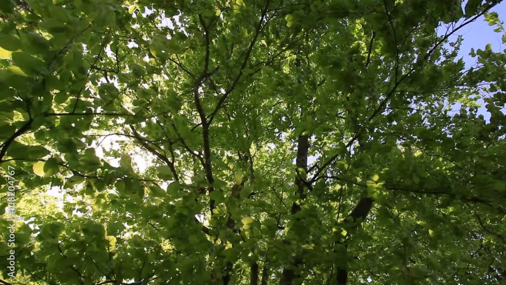 Leafing through the forest. Fresh in leaf beech forest. Leafing through the forest. Fresh in leaf beech forest.