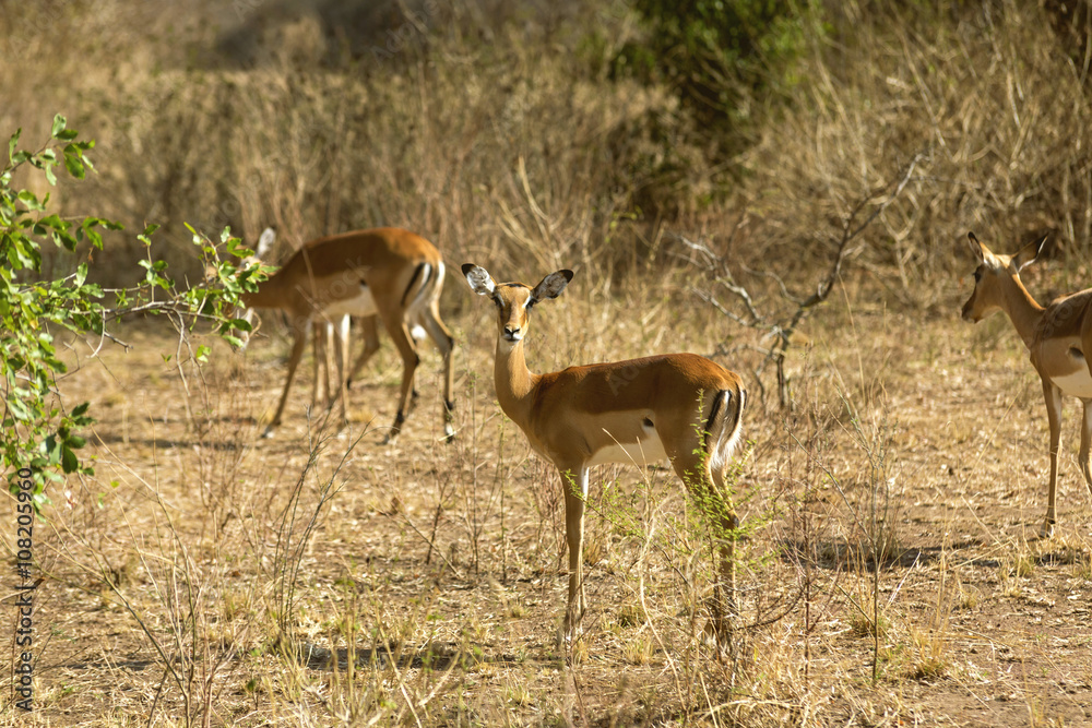 The antelopes moving around the plains. The Antelope of Rwanda.
The antelopes moving around the plains. The Antelope of Rwanda.