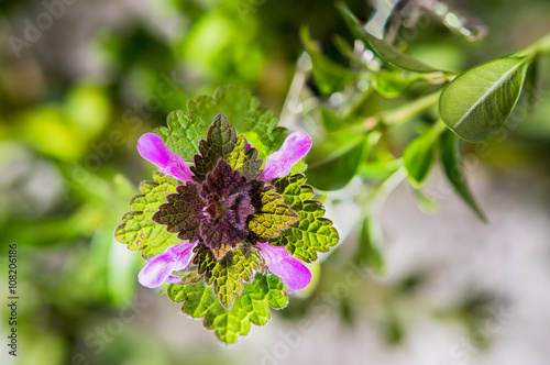 Wallpaper Mural Taubnessel von oben -Makroaufnahme Torontodigital.ca