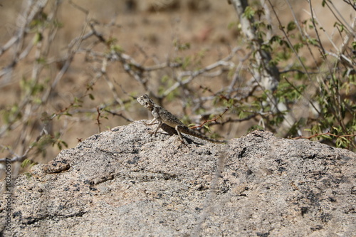 Agama agama female sitting on a rock in the sun  Namibia Africa