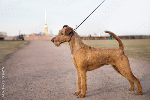 Cuadro en lienzo Irish terrier in Saint-Petersburg, Russia
