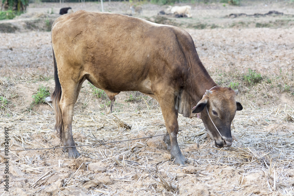 dark brown bull stand on dry country field dark brown bull stand on dry country field