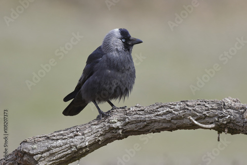 Western Jackdaw (Corvus monedula) resting on a branch in its hab © J.C.Salvadores