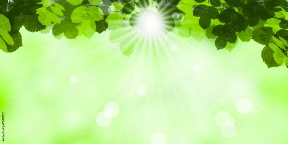 sonne im grünen laub - hintergrund sonne im grünen laub - hintergrund