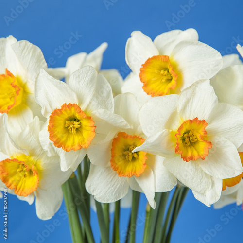 narcissus in square frame