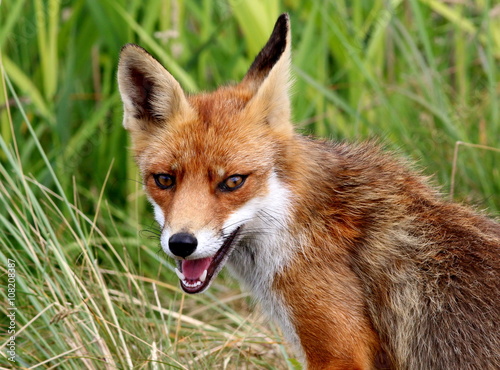 Cheeky young European Red fox (Vulpes vulpes), facing the camera
