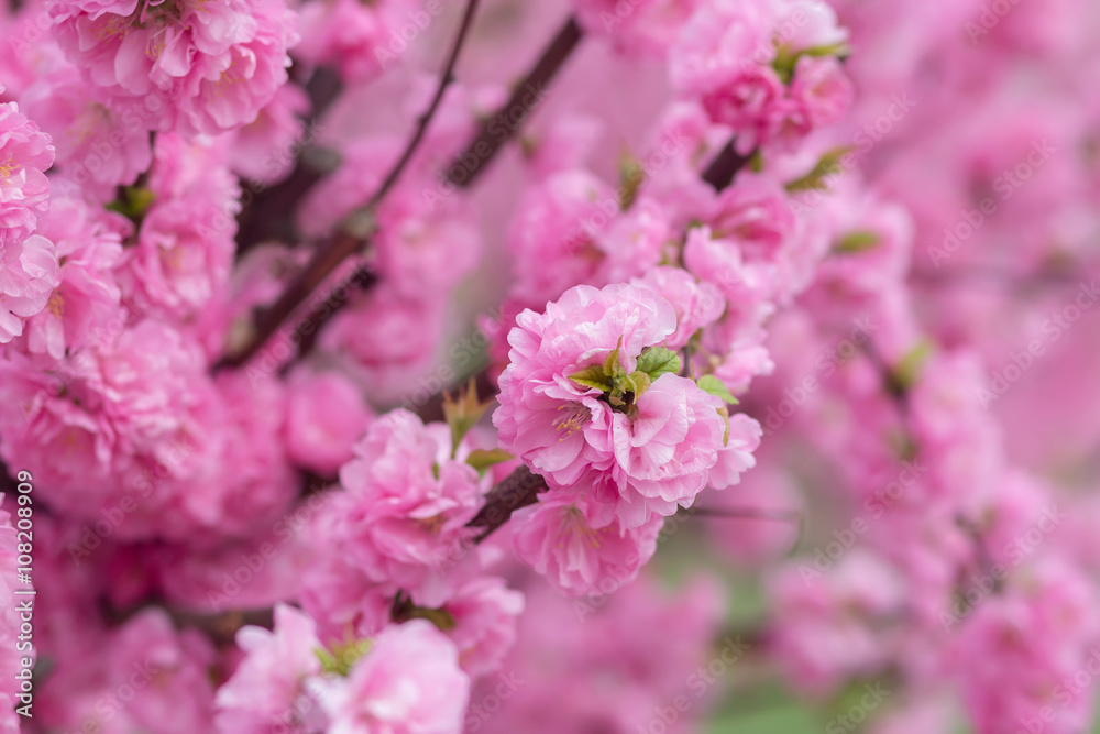 Naklejka premium Sakura flower or cherry blossom with beautiful nature background