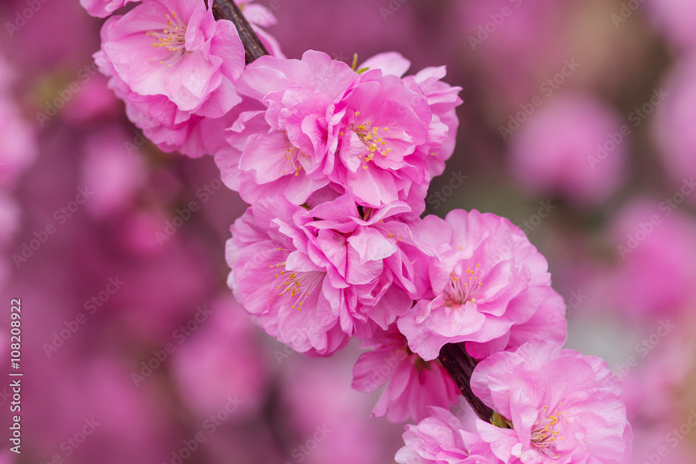 Sakura flower or cherry blossom with beautiful nature background Sakura flower or cherry blossom with beautiful nature background