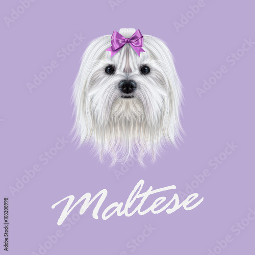 Vector Illustrated portrait of Maltese dog.
