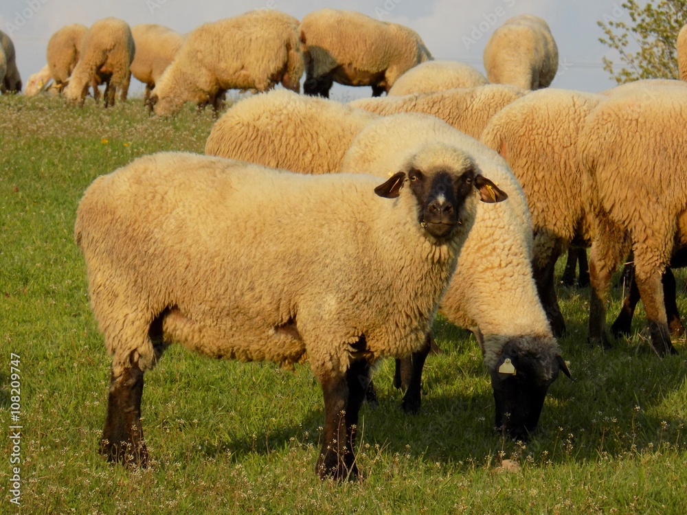 Obraz premium Sheep grazing on meadow
