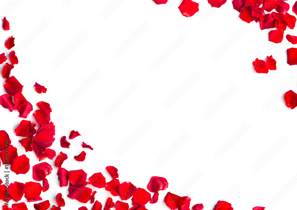 Red rose petals on white background Red rose petals on white background