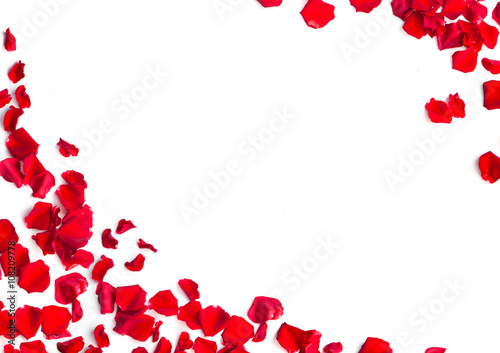 Fototapeta Naklejka Na Ścianę i Meble -  Red rose petals on white background
