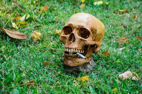 Human skull smoking the cigarette on the grass background .