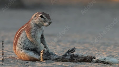Ground squirrel (Xerus inaurus) sitting on its haunches, Kalahari desert, South Africa photo