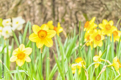 Daffodils at foot of the tree