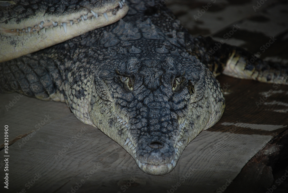 Obraz premium big crocodile l