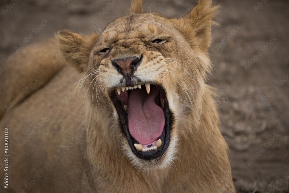 Lion laying down Lion laying down