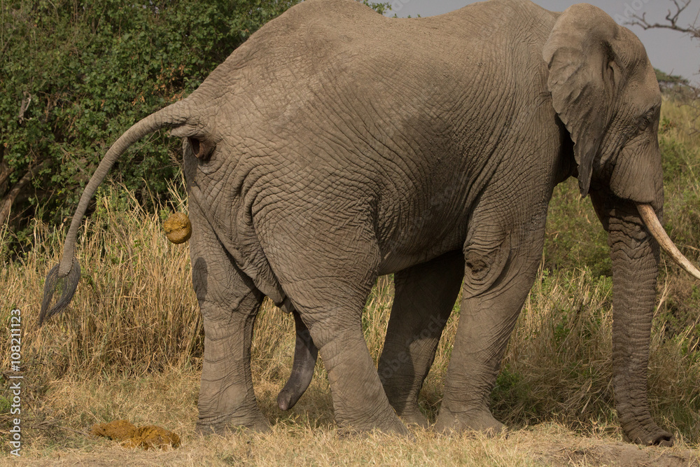 elephant poohing in the savannah. Africa. Kenya. Tanzania. Serengeti. Maasai Mara.