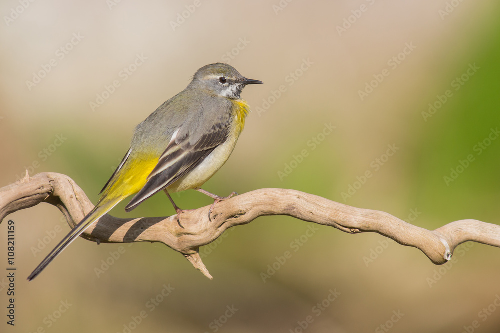 Fototapeta premium Gebirgsstelze