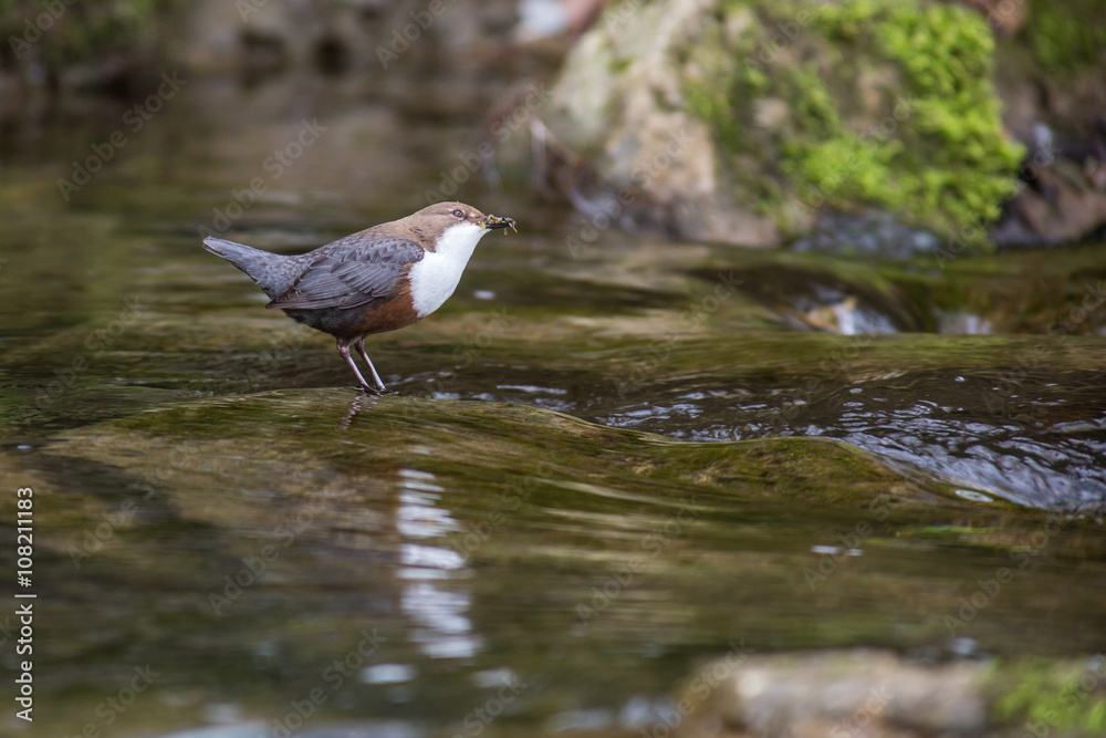 Wasseramsel Wasseramsel