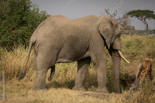 elephant in the savannah. Africa. Kenya. Tanzania. Serengeti. Maasai Mara.