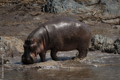 Photography hippo
