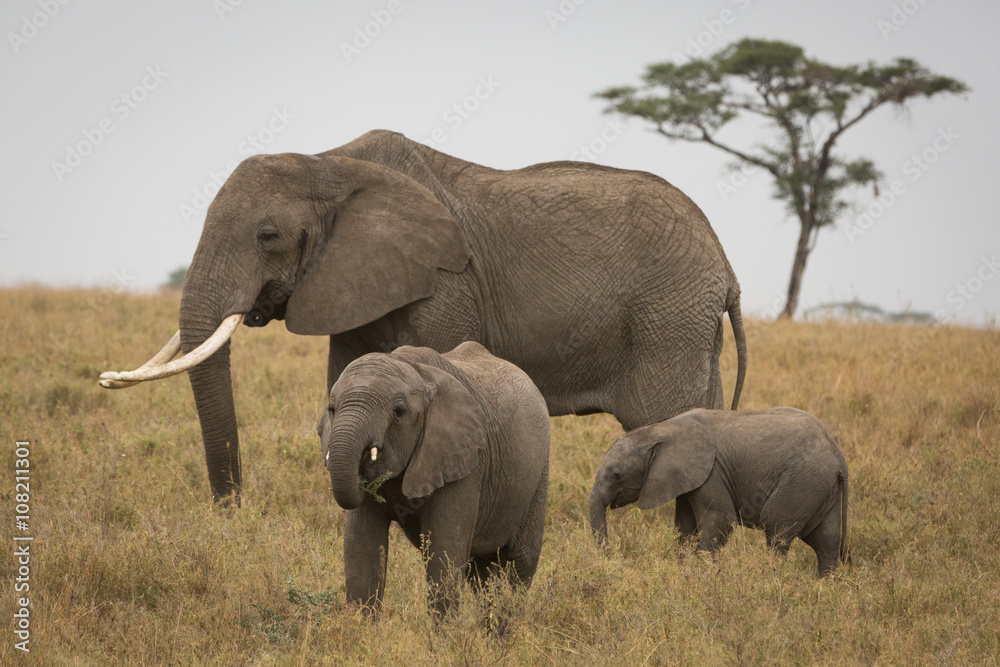 elephant and babies in the savannah. Africa. Kenya. Tanzania. Serengeti. Maasai Mara.