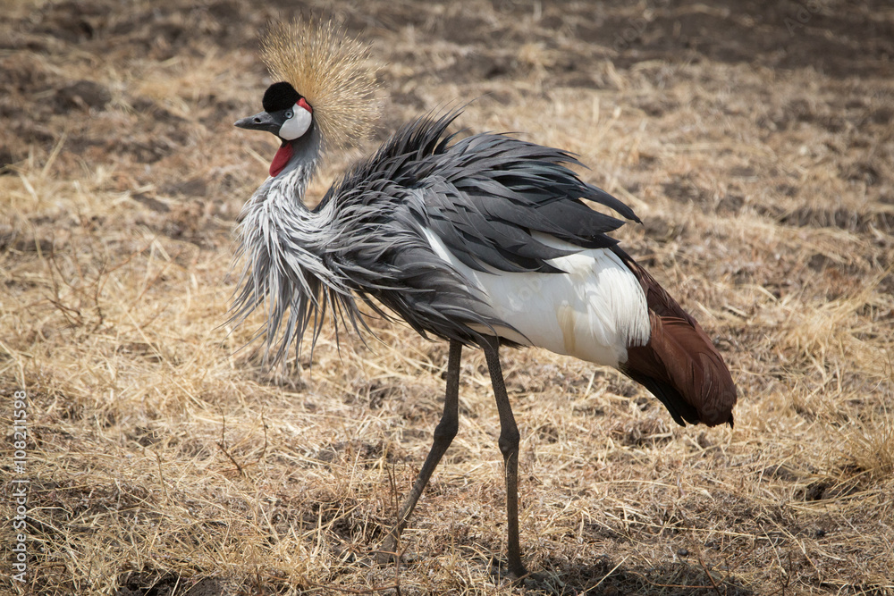 Fototapeta premium Grey Crowned Crane (Balearica regulorum)