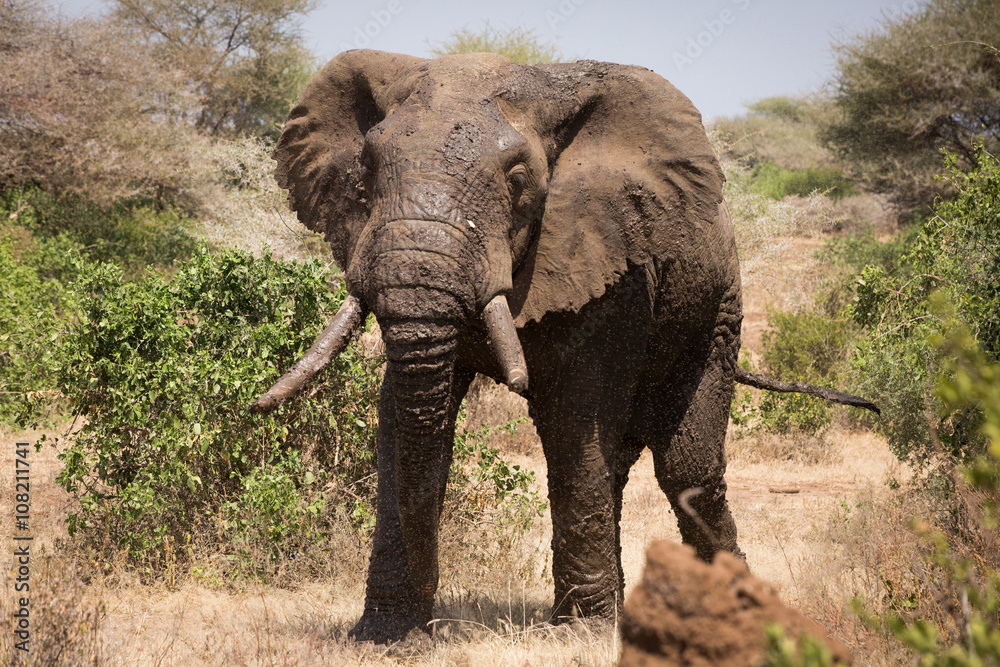 Obraz premium Old elephant in the savannah. Africa. Kenya. Tanzania. Serengeti. Maasai Mara.