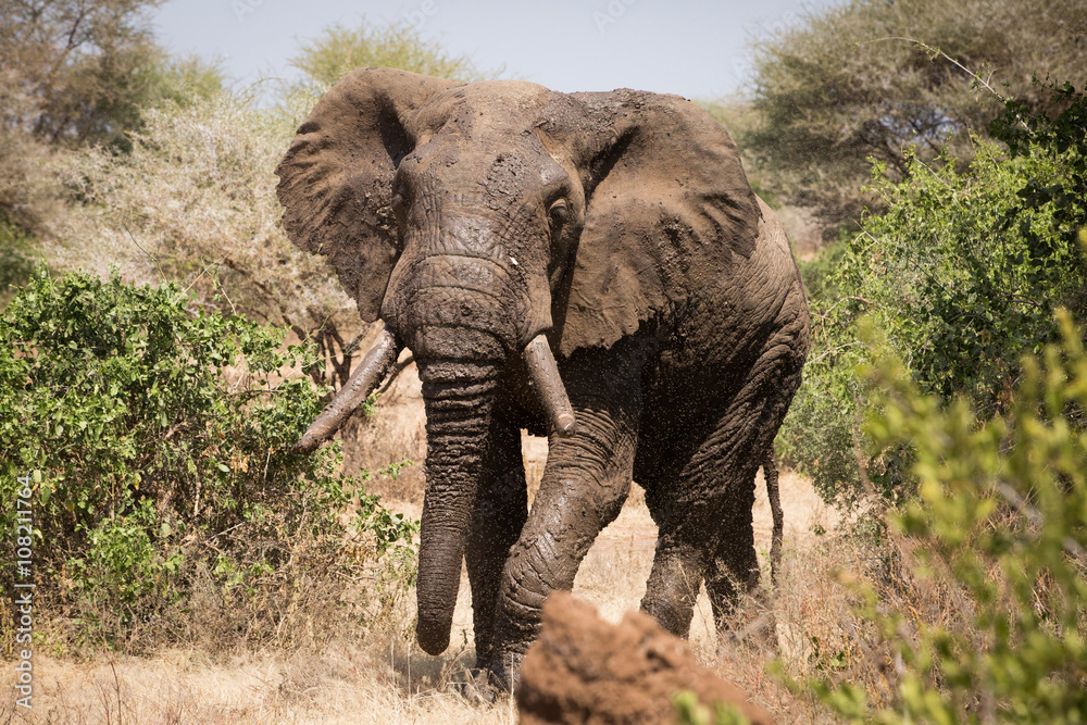 Old elephant in the savannah. Africa. Kenya. Tanzania. Serengeti. Maasai Mara.