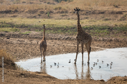 Photography giraffes herd at a waterhole
