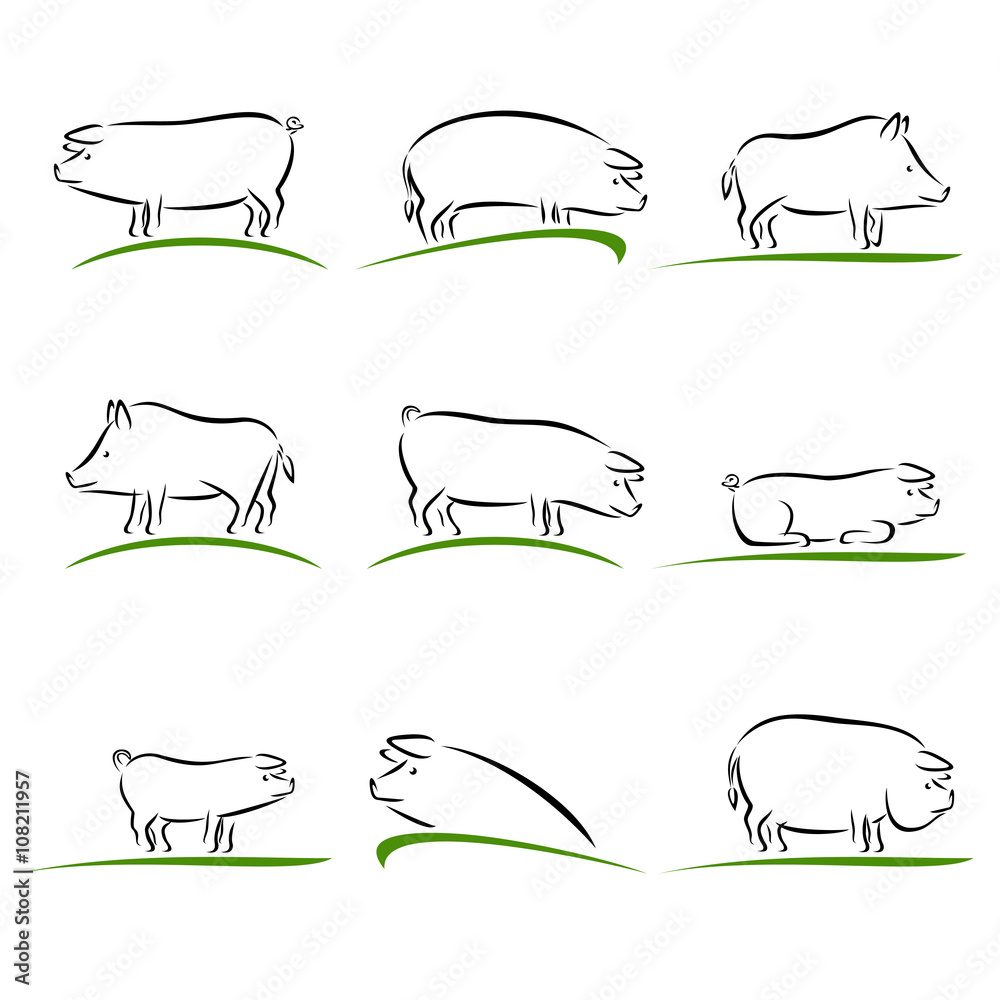 Pig set. Vector Pig set. Vector