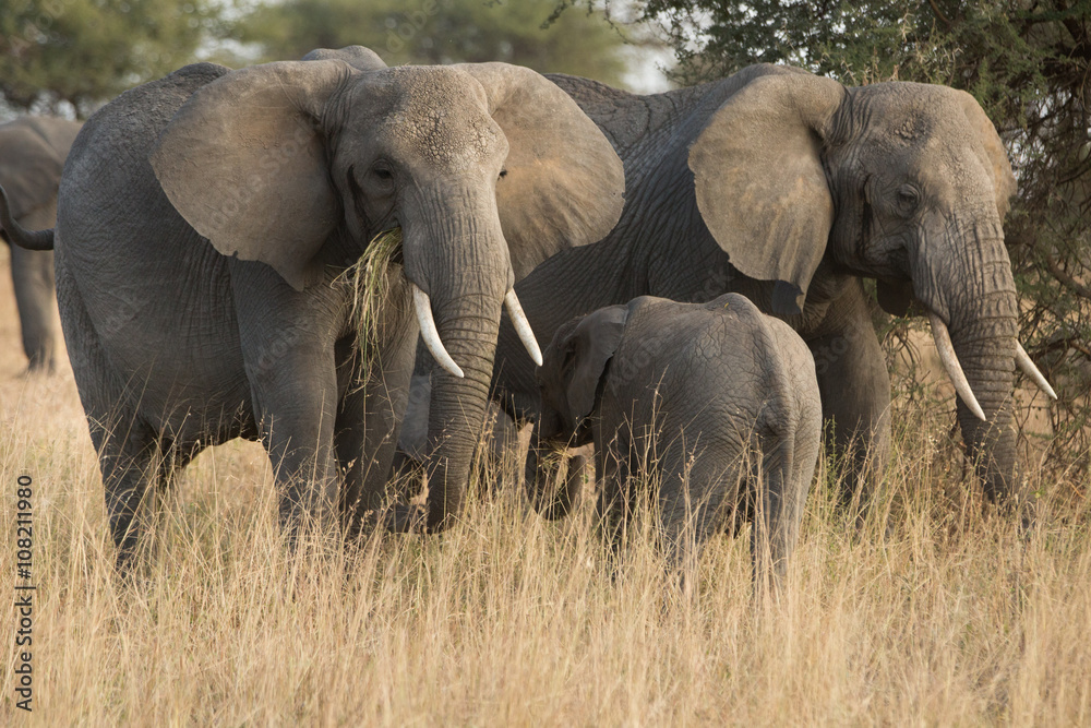 Obraz premium Group of elephants in the savannah. Africa. Kenya. Tanzania. Serengeti. Maasai Mara.