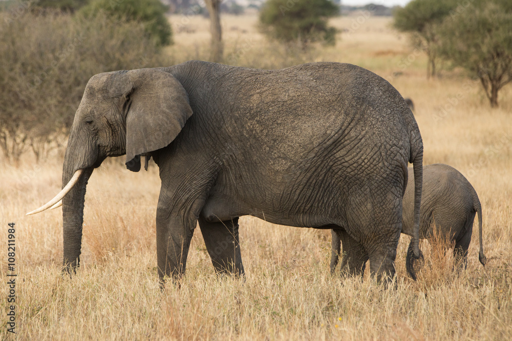 Group of elephants in the savannah. Africa. Kenya. Tanzania. Serengeti. Maasai Mara.