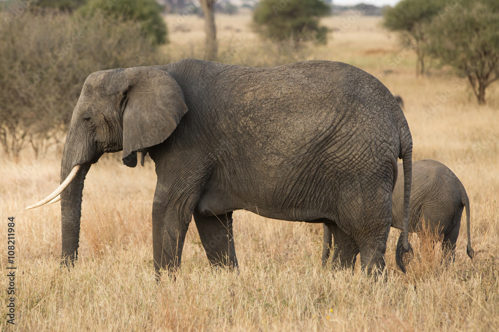Fototapeta premium Group of elephants in the savannah. Africa. Kenya. Tanzania. Serengeti. Maasai Mara.