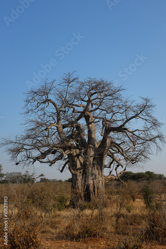 hudge baobab in africa