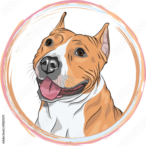 closeup portrait of the smiling dog American Staffordshire Terrier breed