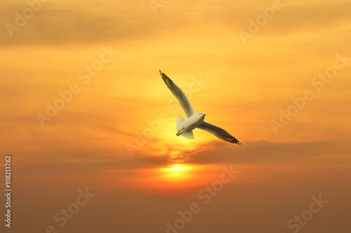 Seagull flying in the sunset above the sea  Freedom concept