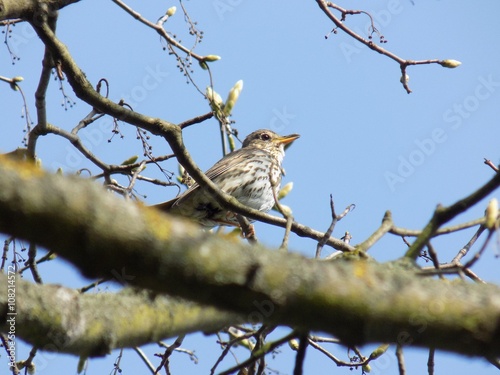 Thrush on tree without leaves