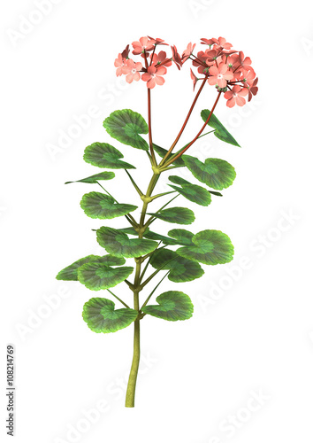 Fototapeta Naklejka Na Ścianę i Meble -  3D Illustration Pink Geranium on White